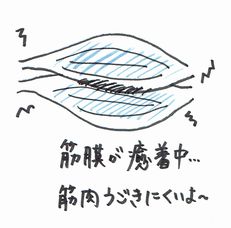 筋膜イメージ