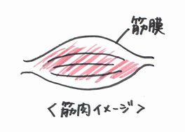 筋膜イメージ