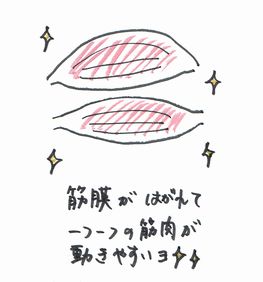筋膜イメージ